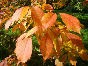 Acer cissifolium, Ivy Leaved Maple, deciduous, hardy, slow growing, autumn colours