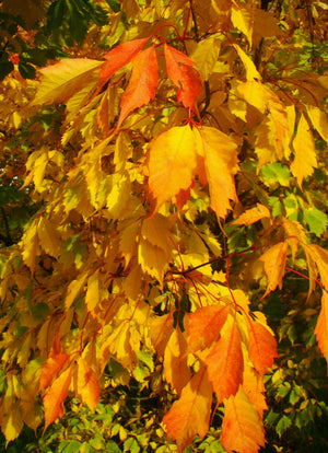 Acer cissifolium, Ivy Leaved Maple, deciduous, hardy, slow growing, autumn colours