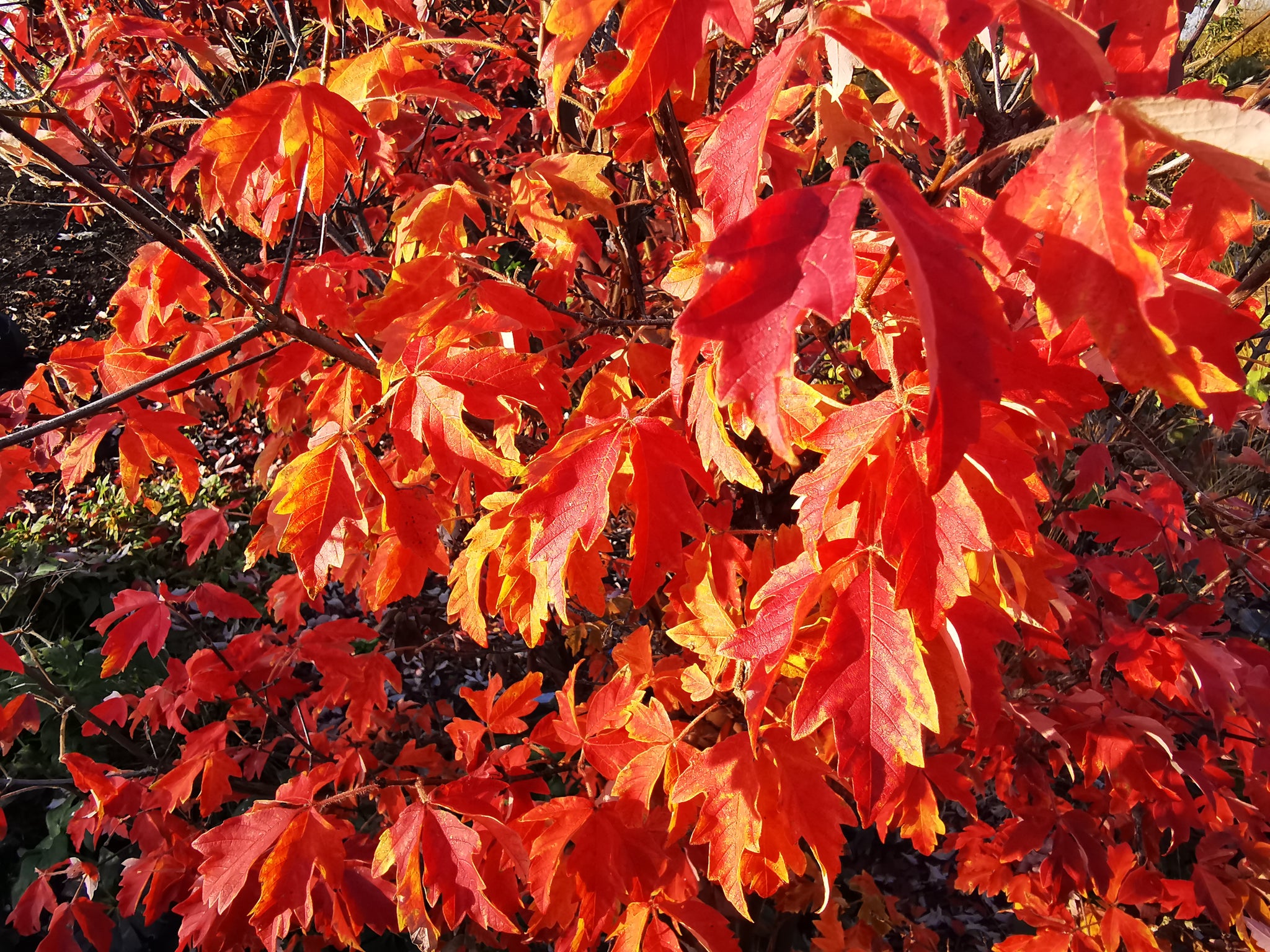 Paperbrk Maple Acer griseum - Paperbark Maple - Jurassicplants Nurseries