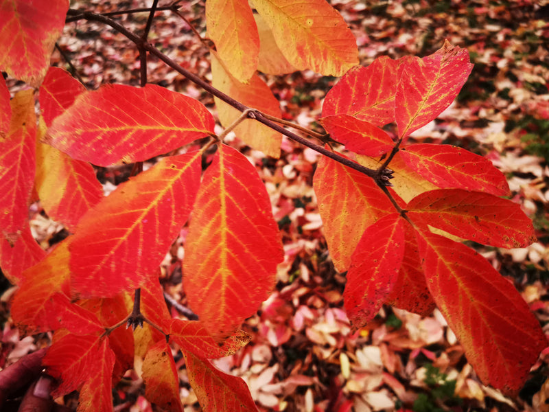Acer maximowiczianum, A nikoense - Nikko Maple - Jurassicplants Nurseries
