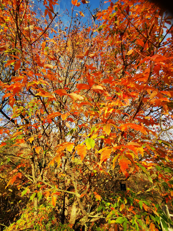 Acer triflorum - Rough Bark Maple - Jurassicplants Nurseries