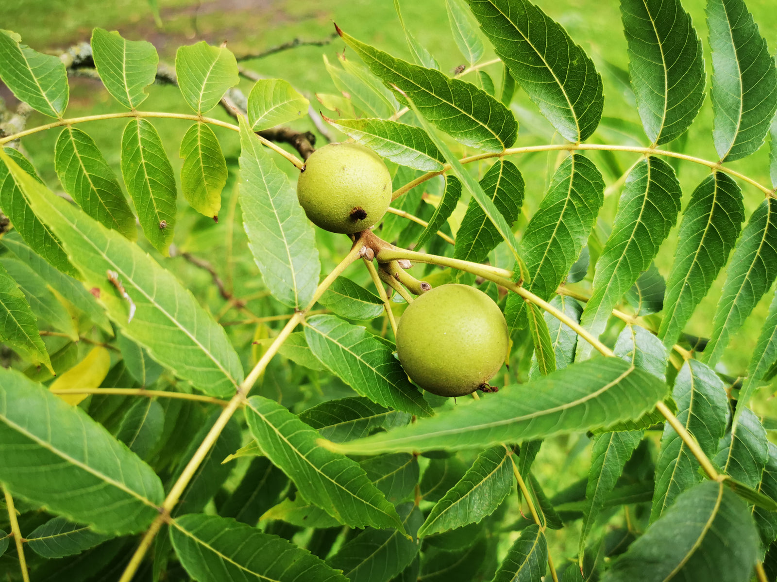 Juglans microcarpa var major (syn. Juglans texana) - Arizona Walnut ...