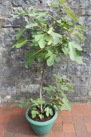 Ficus carica Signora, Pink Fig Plant, plant, patio, shrub, deciduous, hardy, fruit, edible, fast growing, exotic, flowering