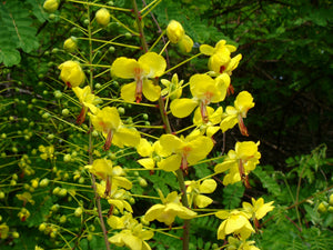 Biancaea decapetala,  Shoofly, Mysore Thorn,  Jurassicplants Nurseries, evergreen, shrub, flowering plant, garden, summer, conservatory