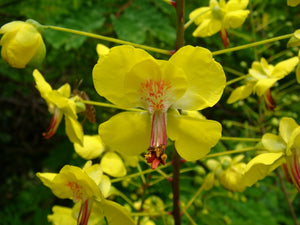 Biancaea decapetala,  Shoofly, Mysore Thorn,  Jurassicplants Nurseries, evergreen, shrub, flowering plant, garden, summer, conservatory