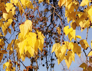 Celtis occidentalis, Common Hacktree, deciduous, tree, fruit, edible, hardy, fast growing