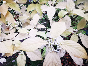 Callicarpa japonica 'Leucocarpa' - White Beautyberry