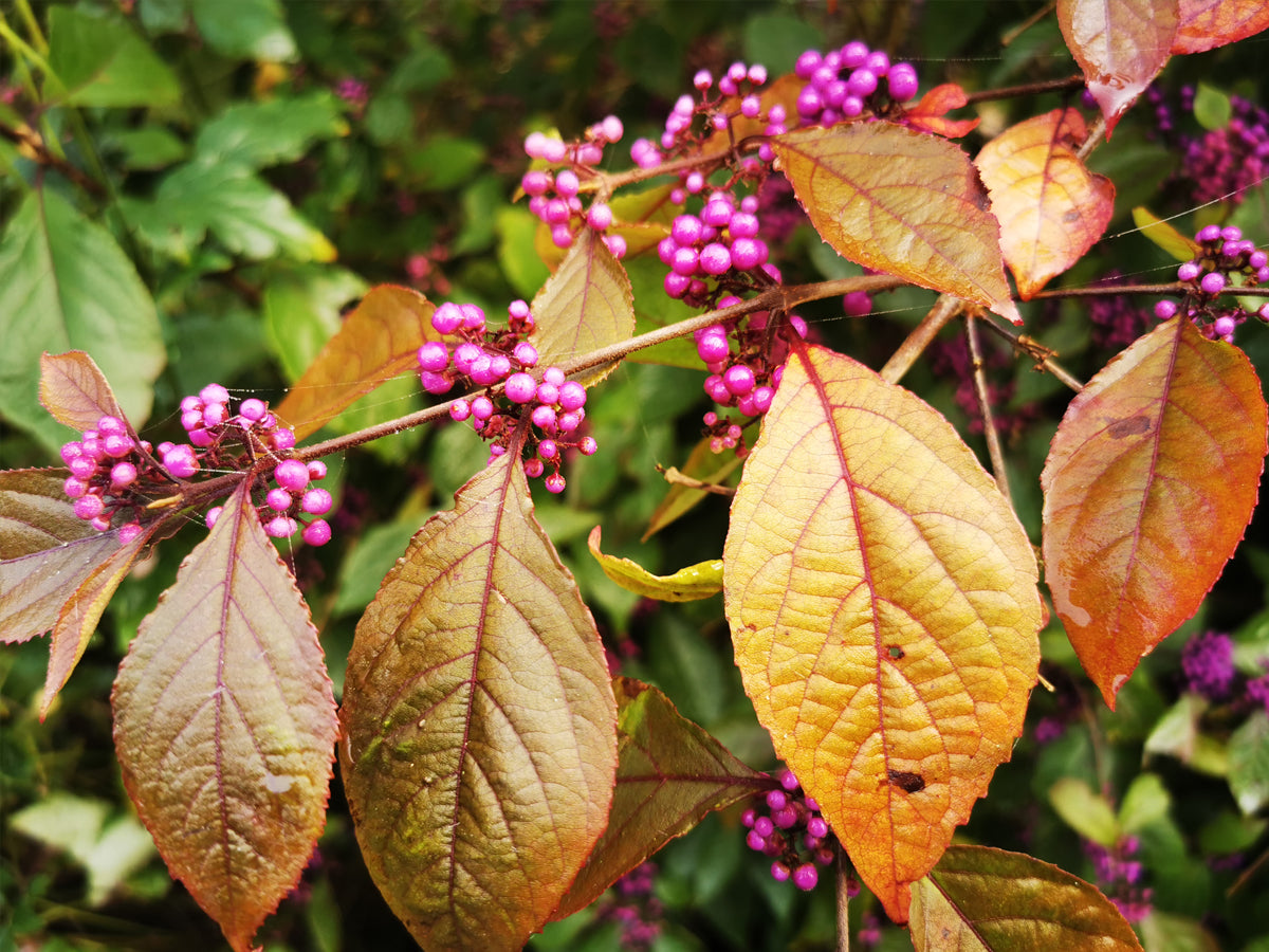 Callicarpa Dichotoma How Big Do They Get