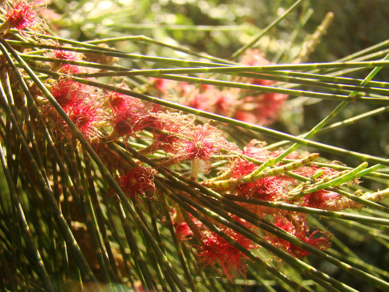 Casuarina equisetifolia - Australian Pine, She Oak, Common Ru ...