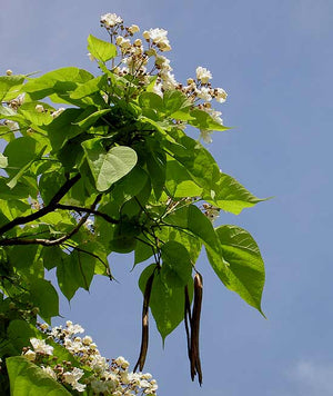 Catalpa bignonioides, Indian Bean Tree, Summer flowering, tree, scented, foliage, architectural, hardy, plant