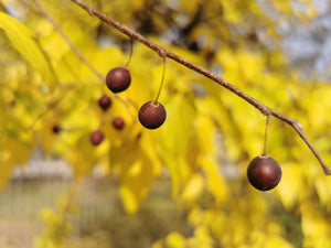 Celtis occidentalis, Common Hackberry, deciduous, tree, fruit, edible, hardy, fast growing