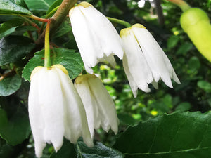 Crinodendron patagua - Lily of the Valley Tree (seedling)