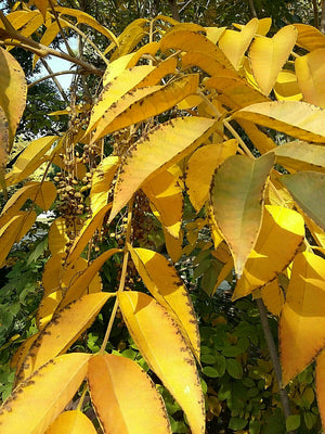 Rhus toxicodendron, Toxicodendron vernicifluum - Japanese Lacquer Tree