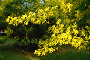 Koelreuteria paniculata, Pride of India, Jurassicplants Nurseries, plant, deciduous, autumn colours, fruit, summer flowering, yellow flowers