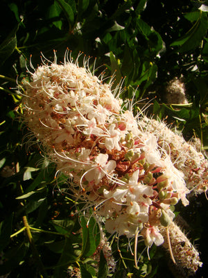 Aesculus californica - Californian Chestnut