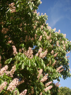 Aesculus indica, Indian horse chestnut, flowering, tree, plant, garden, fruit, deciduous, fast growing