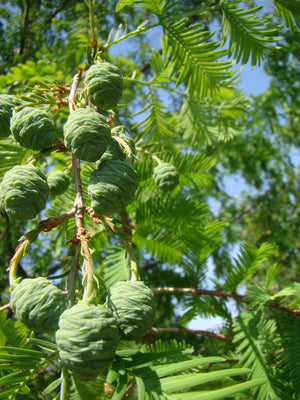 Metasequoia glyptostroboides, Dawn Redwood, Jurassicplants Nurseries, deciduous, shrub, tree, garden, patio, hardy, bonsai, spring flowering