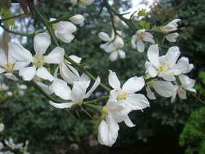 Poncinus trifoliata, Japanese Bitter Orange