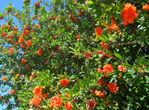 Punica granatum var. Nana, Pomegranate Fruit Shrub, plant, deciduous, patio, summer flowering, slow growing, fruit, edible,