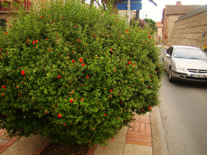 Punica granatum 'Chico', Pomegranate, Jurassicplants Nurseries, deciduous, plant, hardy, fruits, edible, flowering
