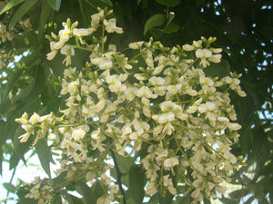 Sophora japonica, Styphnolobium japonicum - Japanese Pagoda Tree