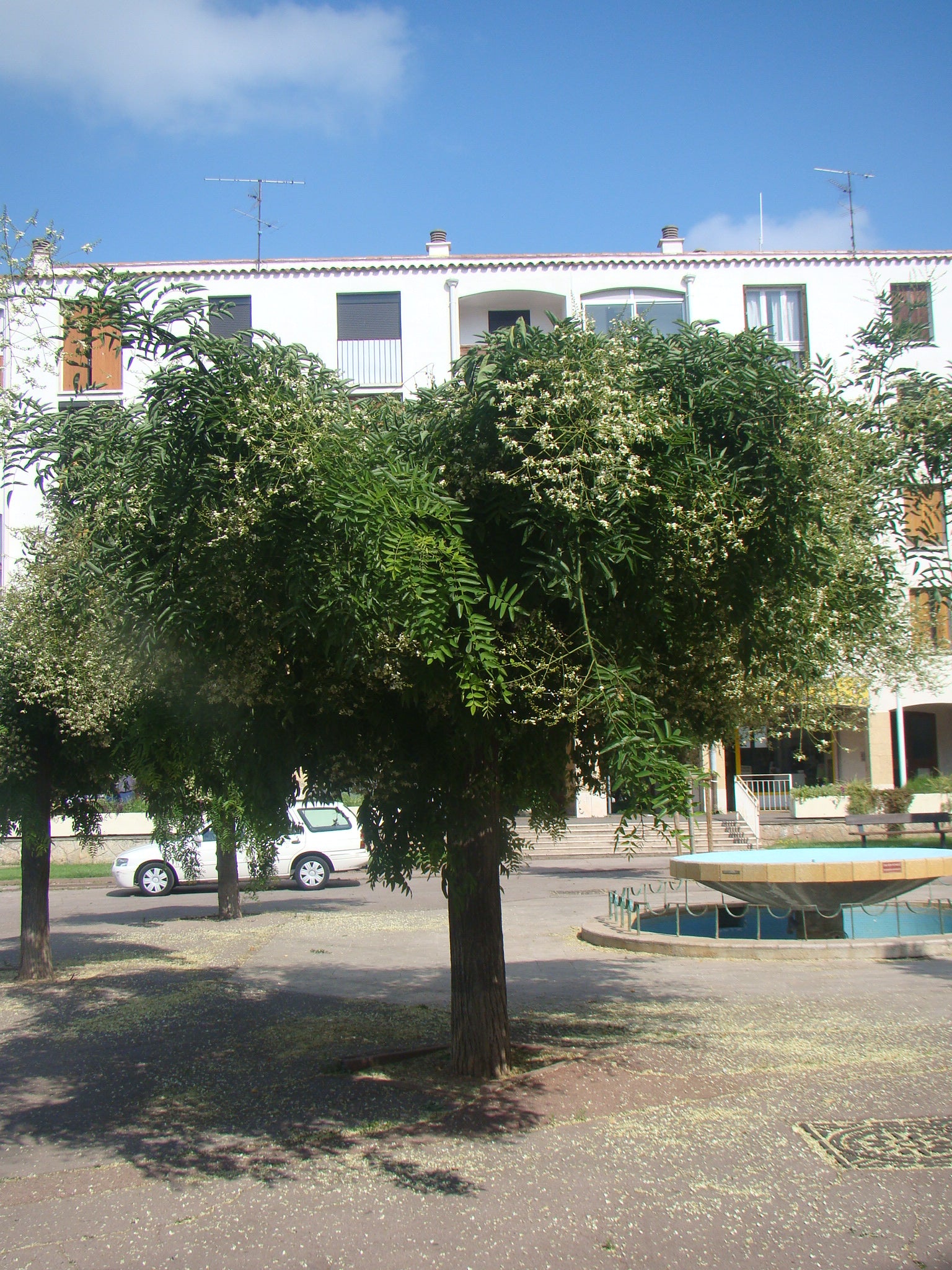 Sophora japonica, Styphnolobium japonicum - Japanese Pagoda Tree ...