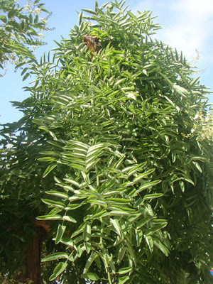 Sophora japonica, Styphnolobium japonicum - Japanese Pagoda Tree