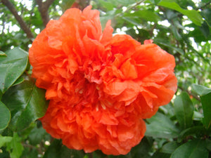 Punica granatum Nochi Shibari - Orange Flowered Pomegranate