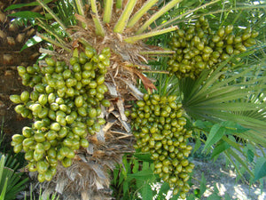 Chamerops humilis, European Fan Palm, evergreen, exotic