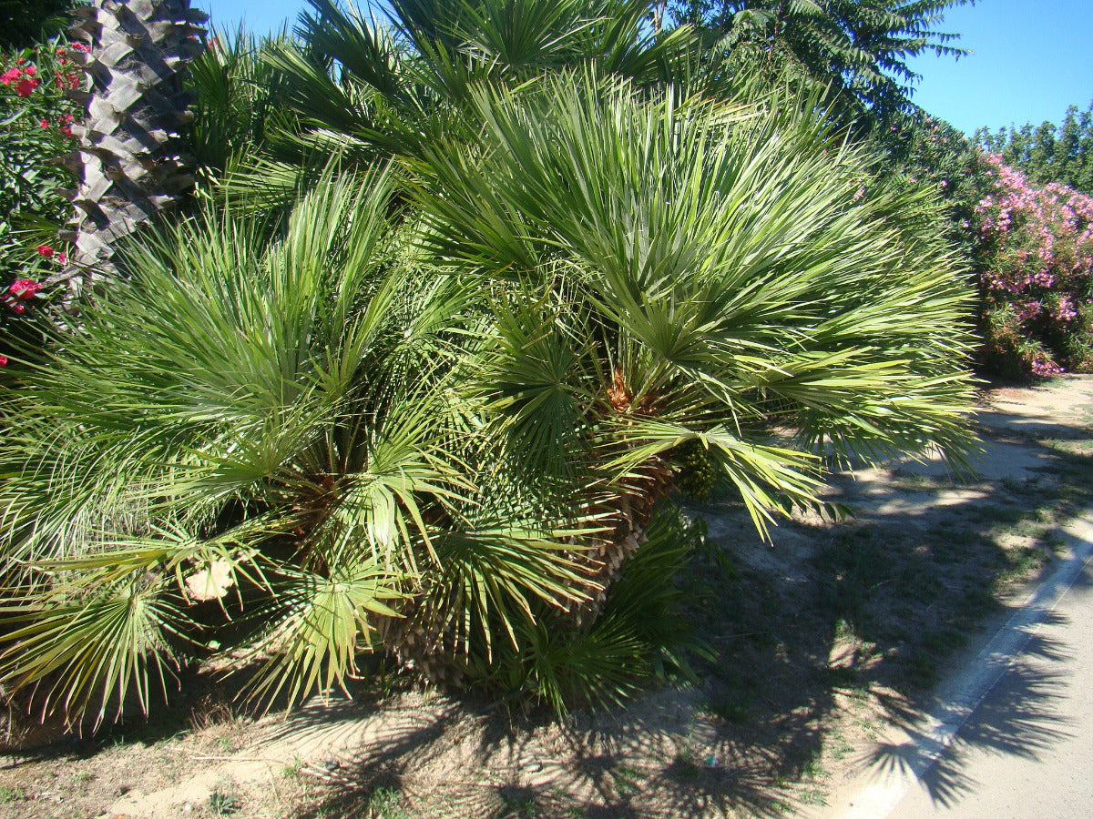 garden palm plants uk Chamaerops humilis - European Fan Palm