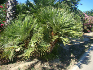 Chamerops humilis, European Fan Palm, evergreen, exotic