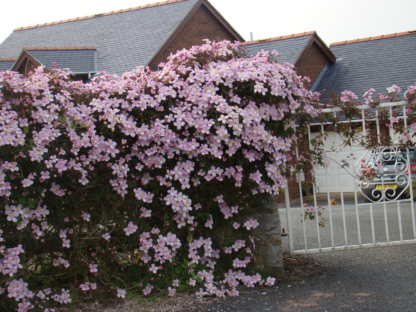 Clematis montana - Pink Clematis - Jurassicplants Nurseries
