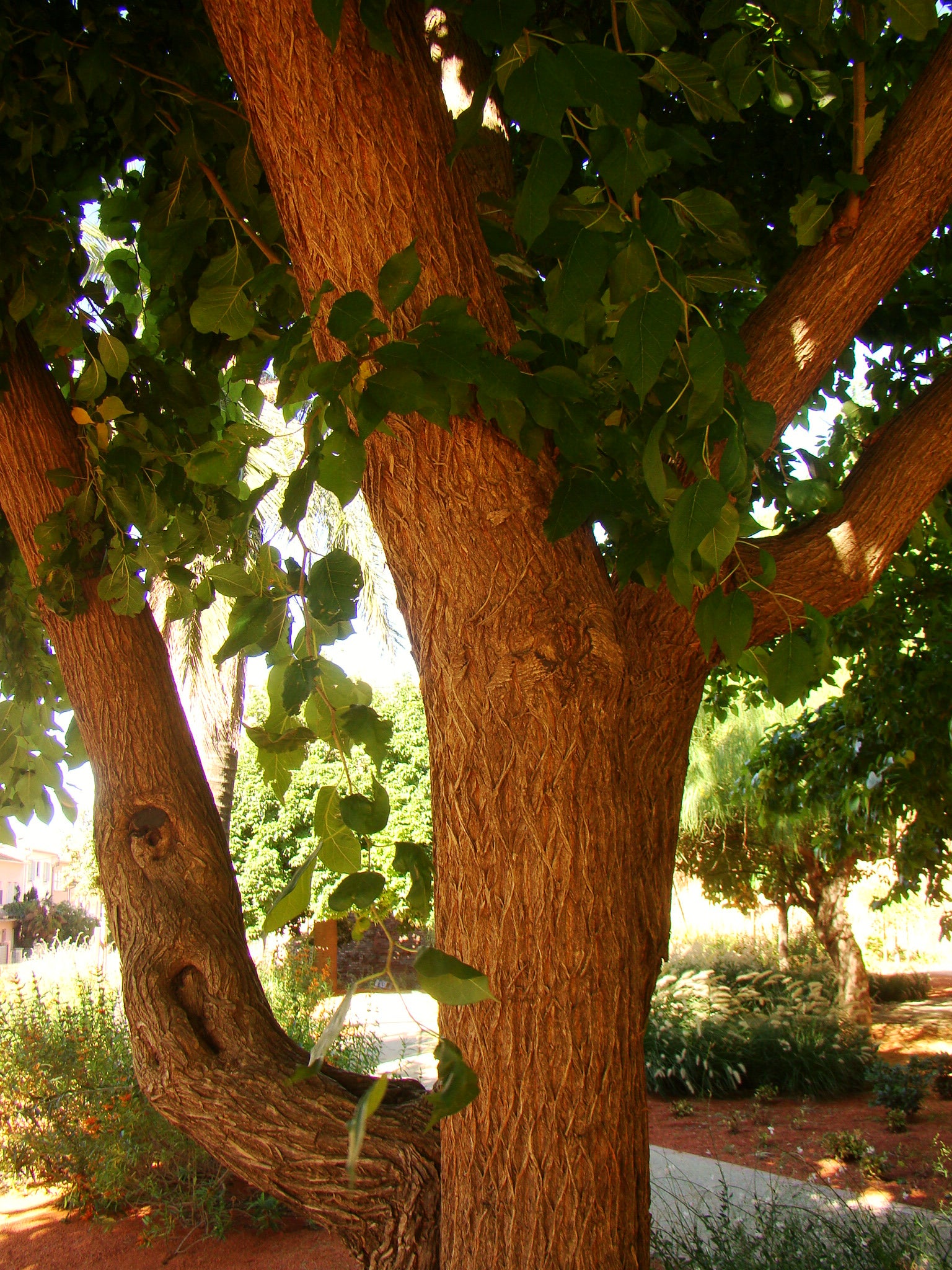 Monkyball Tree Maclura pomifera - Osage Orange or Monkey Ball Tree - Jurassicplants ...