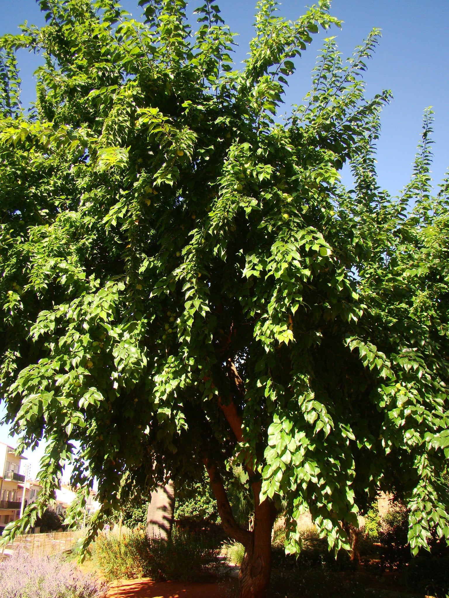 Monkyball Tree Maclura pomifera - Osage Orange or Monkey Ball Tree - Jurassicplants ...