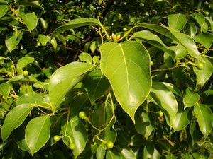 Cinnamomum camphora, Camphor Tree, Jurassicplants Nurseries, evergreen, tree, spring flowering, plant, fruit