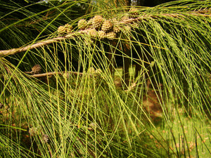 Casuarina equisetifolia - Australian Pine, She Oak, Common Ru