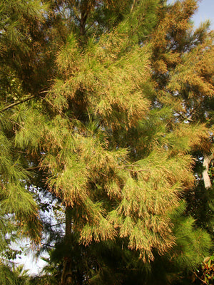 Common Ru Tree Casuarina equisetifolia - Australian Pine, She Oak, Common Ru ...