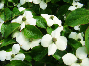 Cornus kousa - Flowering Dogwood