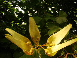 Firmiana Simplex, Chinese Parasol Tree, plant, conservatory, patio, deciduous, flowering, scented, fruits