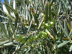 Olea europaea, olive Tree, plant, patio, bonsai, conservatory, edible, evergreen, spring flowering, hardy, slow growing