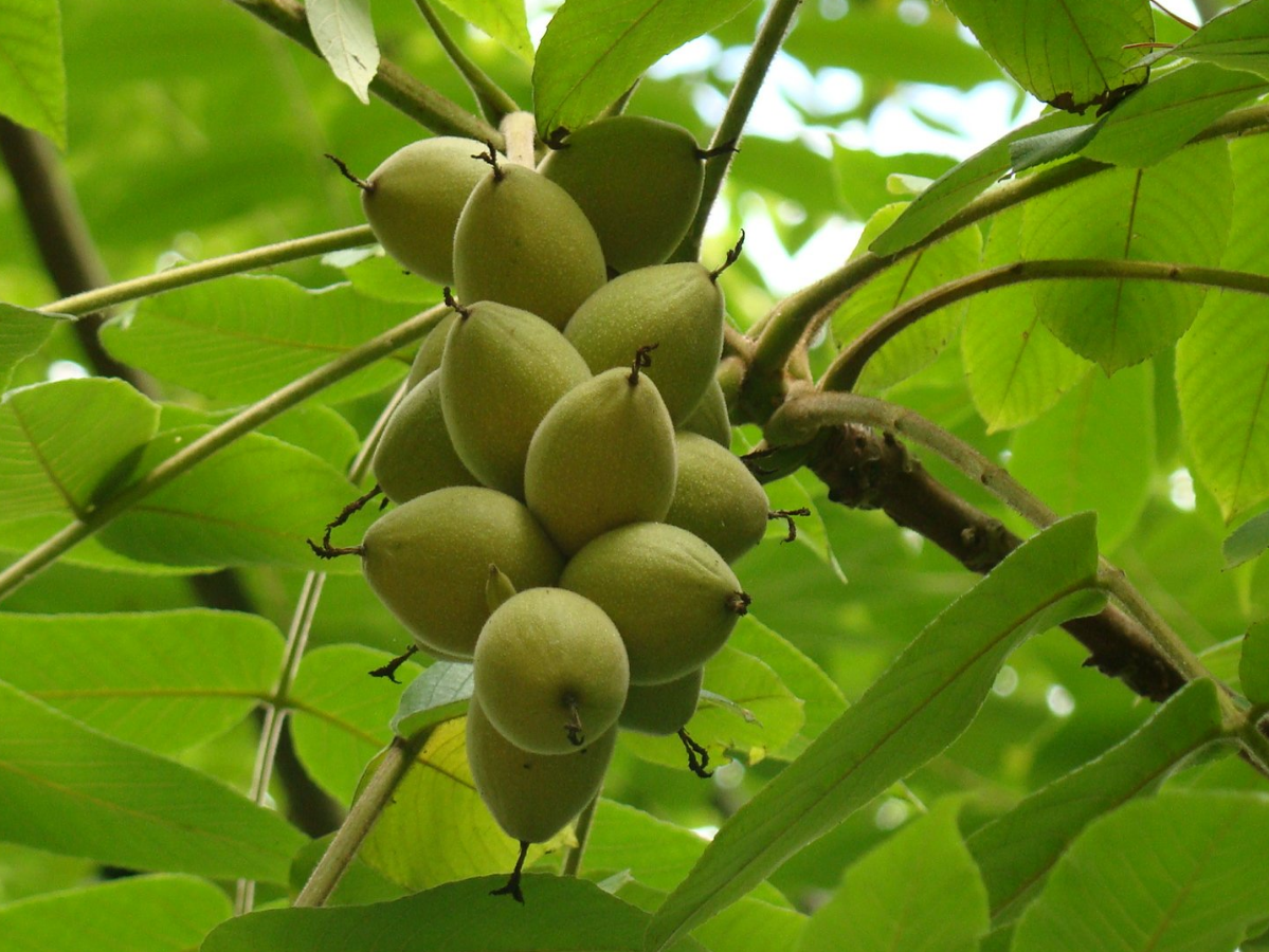 Walnut Tree Fruit