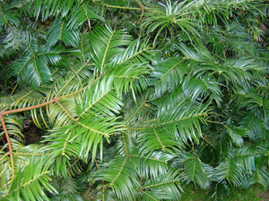Cephalotaxus harringtonia, Japenese Plum Yew, conifer, evergreen, plant, fruit, bonsai, edible