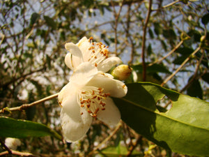 Camellia cuspidata, Cuspidate Camellia, evergreen, shrub, flowering plant