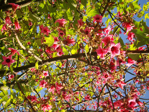 Brachychiton discolor - Pink Flame Tree