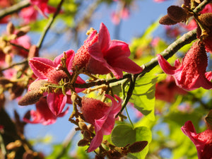 Brachychiton discolor - Pink Flame Tree