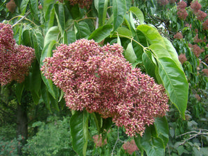 Evodia hupehensis, Bee Tree, patio plant, tree, deciduous, scented, summer flowering, hardy