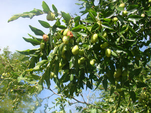 Ziziphus jujuba Lang (pear shaped), Chinese Date "Lang", bonsai, deciduous, slow growing, hardy, patio plant, conservatory 