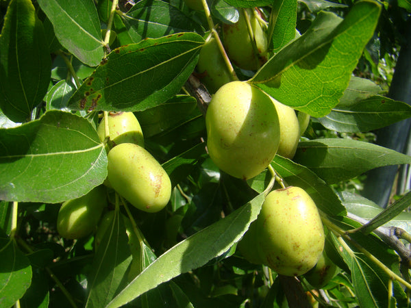 Ziziphus jujuba Li (large fruited) - Chinese Date Li - Jurassicplants ...