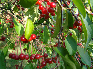 Malus hupehensis, Tea Crab Apple, plant, bonsai, deciduous, tree, garden, hardy, fast growing, spring flowering, scented, fruit, edible