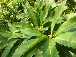 Eriobotrya deflexa, Bronze Loquat, Jurassicplants Nurseries, evergreen, summer flowering, conservatory plant, fast growing, scented